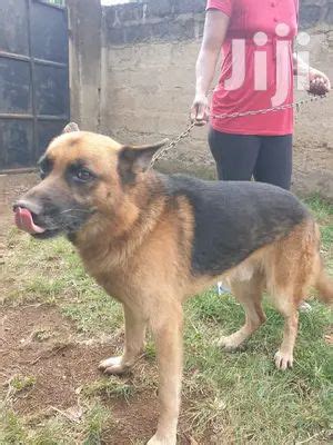 Caucasian Dogs & Puppies in Kenya for sale Prices on Jiji.co.ke.